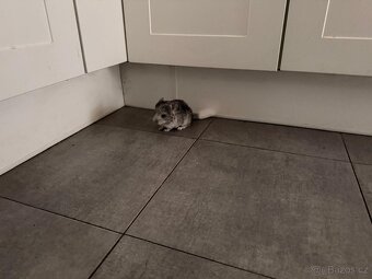 Činčila mládě samičky - 12