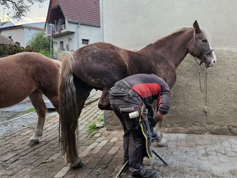 Klisna ČMB Láva - prodám - 12