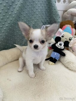 Čivava dlouhosrstá s PP - 12