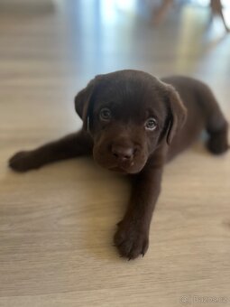 Štěňata Labradorský retrívr - 12