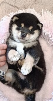 Shiba inu - 12