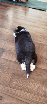 Welsh corgi pembroke s PP - 12
