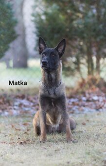 Belgicky ovcak malinois - 12
