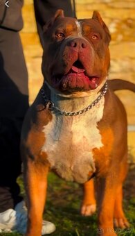 American Bully XL - 12