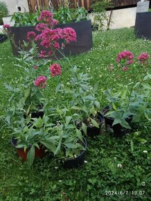 Keře, stromy, trvalky - 12