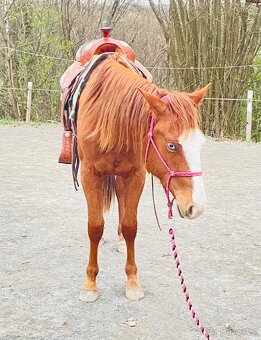 Klisna QH 2 roky - 12