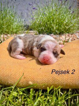 Americký stafordšírský teriér s PP - 12
