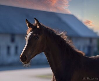 Klisnička na prodej - 12