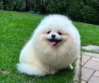 Pomeranian s pp FCI - 12