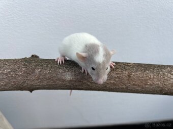 Potkan Dumbo - 12