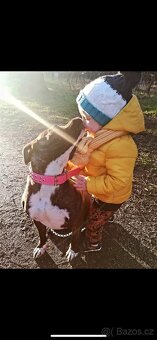 Americký stafordsirsky terier, Stafford, amstaf - 12