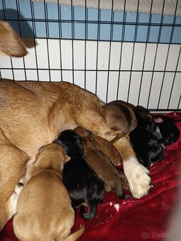 Krásná křížená štěňátka - 12