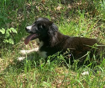 Border kolie - 12
