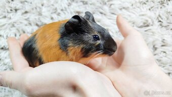 Morče, Morčata, Morčátko, MORČÁTKA -JUSTÝNA A JESSIE - 12