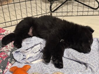 Německý ovčák s PP - 12