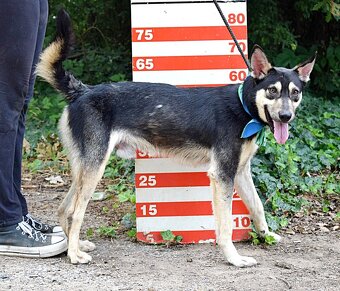 FLOKY K ADOPCI - 1 ROK, HRAVÝ,MILÝ,VHODNÝ K DĚTEM - - 12