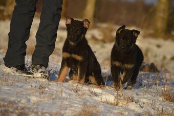 Německý ovčák - 12