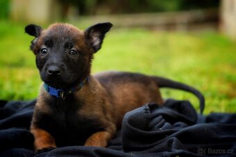 Belgický ovčák Malinois - 12
