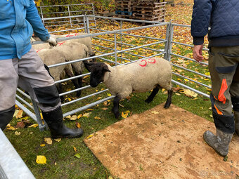 Plemenné beránky Suffolk - 12