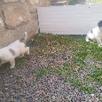 Středoasijský pastevecký pes - Alabai - SAO štěňata - 12