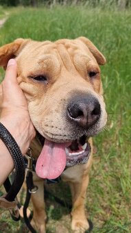 VANILKA K ADOPCI - 12m., vděčná, umazlená - 12