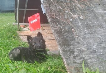 Německý ovčák - štěňata - 12