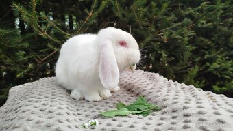 Zakrslý beránek, králík, králíček - WILLIAM - 12