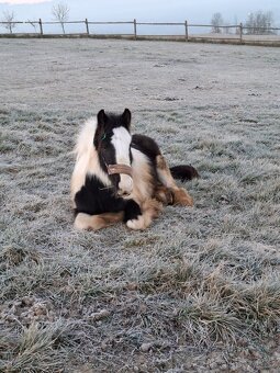 Prodej Irského Coba - 12