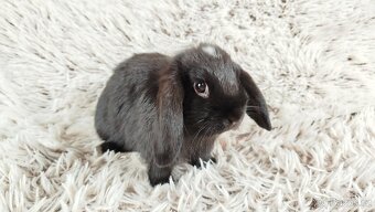 Zakrslý beránek, králíček, králík - ELLA - 12