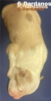 Border kolie s pp - 12