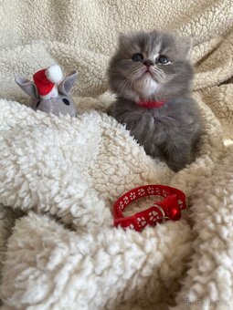 Britský kocourek ke krytí - 12