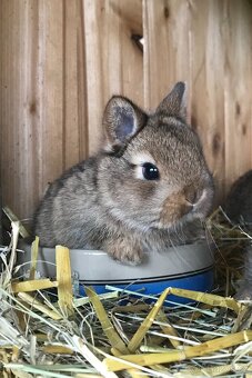 Mláďata zakrslých králíčků z chovu mistra Evropy - 12