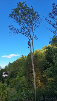 Kácení stromů v Ústeckém kraji - 12