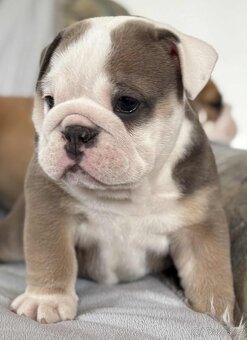 Anglicky Bulldog - 12
