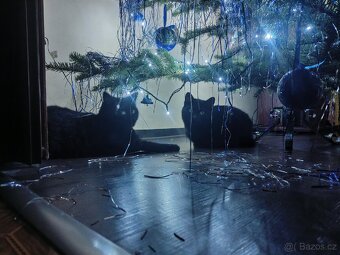 Hledá se domov pro 2 černá koťata - 12