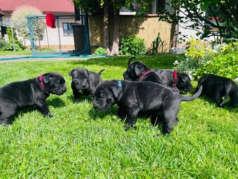 Cane Corso - 12