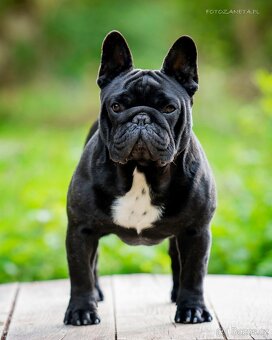 Francouzský buldoček s PP - 12