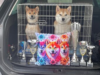 Shiba inu s PP /FCI / - 12