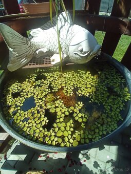 Medaka japonská,Oryzias latipes, Rýžová ryba - 12