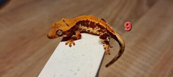 Pagekon řasnatý - 12