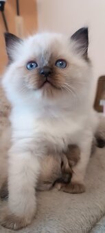 Ragdoll kotatka - 12