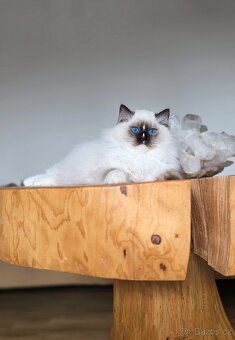 Ragdoll kocourek s PP - 12