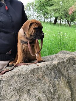 Tosa inu Štěňátka - 12