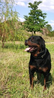 Rotvajler, rottweiler, RTW s PP - 12