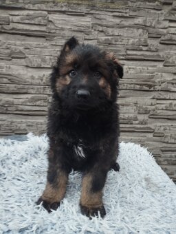 prodám štěně Německého ovčáka s PP - 12