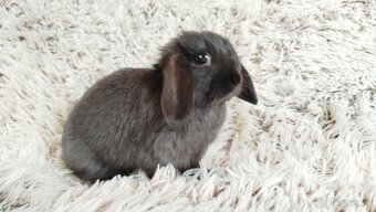 Zakrslý beránek, králíček, králík - ELLA - 12