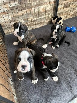 Štěňata německého boxera - 12