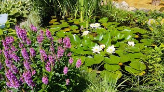 Chata se zahradou - 12