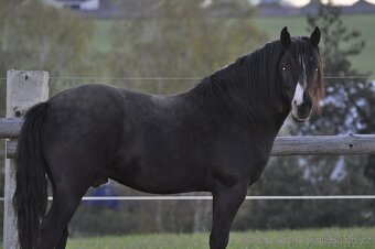 Welsh Cob valach - 3 roky - 12