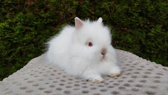 Zakrslý králík, králíček-(TEDDY)-ONŘEJ A OTA - 12